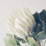 PROTEA I