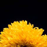 TEDDY SUNFLOWER II