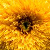 TEDDY SUNFLOWER V