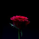 ROSE IV
