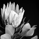 PROTEA III