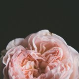 GARDEN ROSE IV