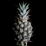 PINEAPPLE III