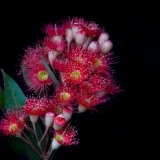 FLOWERING GUM I