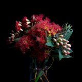 FLOWERING GUM II