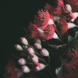 FLOWERING GUM III