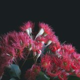 FLOWERING GUM IV