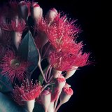 FLOWERING GUM V