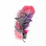 FEATHER I