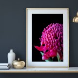 Waratah I