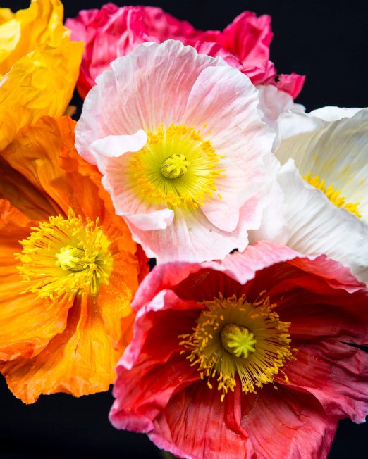 creocollective-shop-POPPY-V