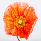 POPPY VII