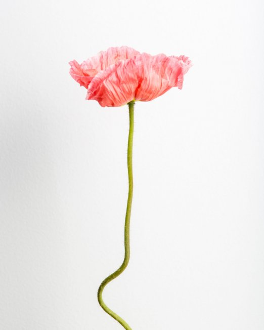 creocollective-shop-POPPY-VIII