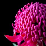Waratah I