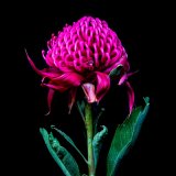 Waratah II