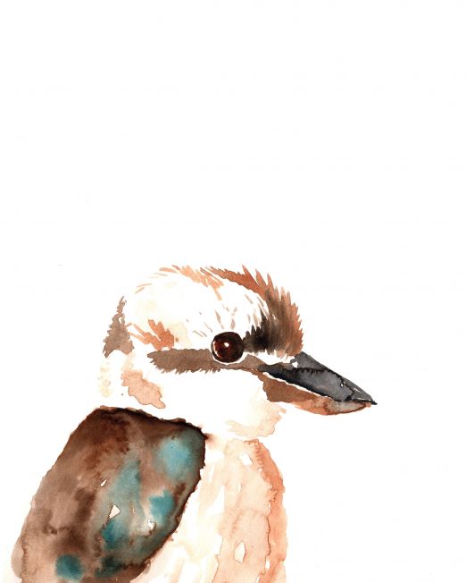 Kookaburra-A4