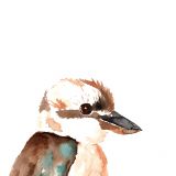 KOOKABURRA I